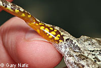 Gray Treefrog