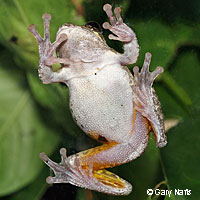 Gray Treefrog