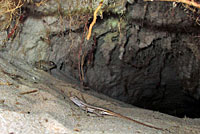 Eastern American Toad