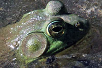 American Bullfrog