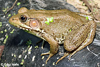 Green Frog