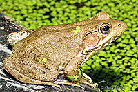 Green Frog