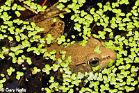 Green Frog