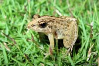 Long-legged Cricket Frog