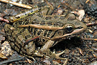 Pickerel Frog