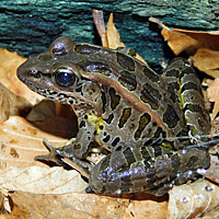 Pickerel Frog