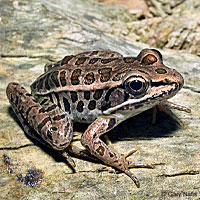 Pickerel Frog