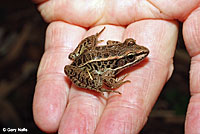 Pickerel Frog