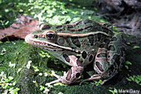 Northern Leopard Frog