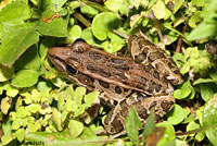 Southern Leopard Frog