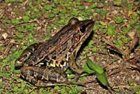 Southern Leopard Frog