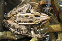 Southern Leopard Frog