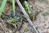 Southern Leopard Frog