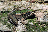 Southern Leopard Frog