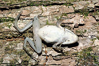 Southern Leopard Frog