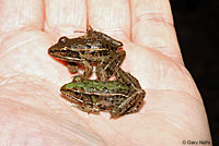 Southern Leopard Frog