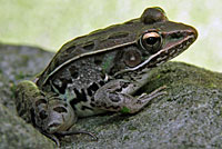 Southern Leopard Frog