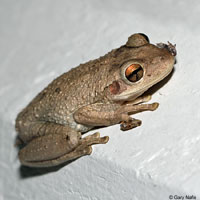 Cuban Treefrog