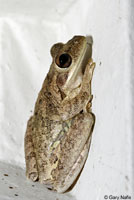 Cuban Treefrog