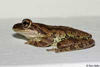 Cuban Treefrog