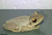 Cuban Treefrog