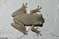 Cuban Treefrog