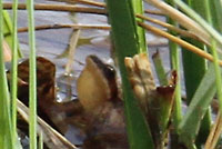 Boreal Chorus Frog