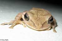 Common Tree Frog