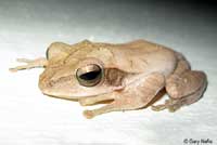 Common Tree Frog