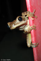 Common Tree Frog