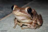 Common Tree Frog