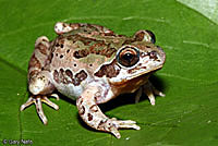 Strecker's Chorus Frog