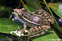 Rio Grande Leopard Frog