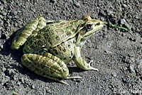 Rio Grande Leopard Frog