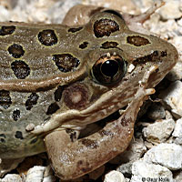 Rio Grande Leopard Frog