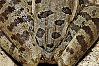 Rio Grande Leopard Frog