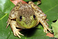 American Bullfrog