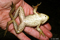 American Bullfrog