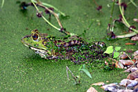 American Bullfrog