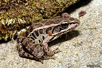 Pickerel Frog