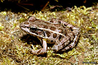 Pickerel Frog