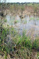 Northern Leopard Frog in Habitat