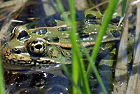 Northern Leopard Frog