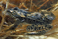 Northern Leopard Frog