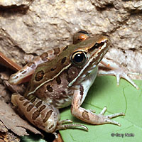 Southern Leopard Frog