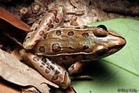 Southern Leopard Frog