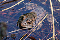 Southern Leopard Frog