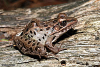 Southern Leopard Frog