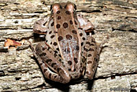 Southern Leopard Frog