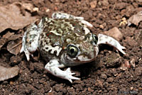 Plains Spadefoot